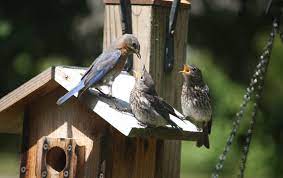 how to attract wild birds to your property