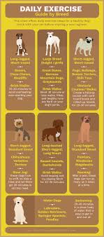 How To Keep Your Pet Healthy All Year Round Dog Care Tips