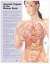 Anatomical Chart Series Internal Organs Of The Human Body Anatomical Chart Teaching Supplies Classroom Safety