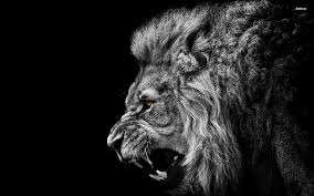 black and white lion wallpapers