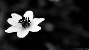 Black Flower, White, 1920x1080 HD ...