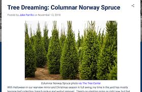 It has been used extensively as a landscape tree in eastern nebraska where it's distinguished by its large size and its pendulous, droopy branches. Locally Sourcing A Columnar Norway Spruce
