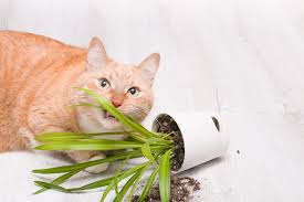 keep cats out of your indoor plants