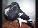 Image result for weird pigeons