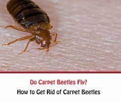 do carpet beetles fly