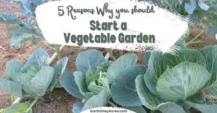 5 Reasons Why You Should Plant A Garden