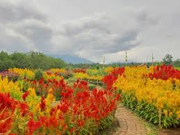 Tanaman hias bunga lantana berasal dari daratan benua amerika di wilayah tropis. Taman Bunga Pandeglang Pelangi Di Daratan Yang Mempesona