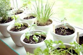 Grow An Edible Herb Garden Indoors
