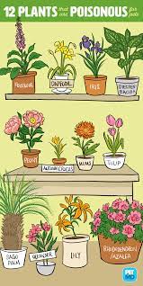Plants That Are Toxic For Pets J M