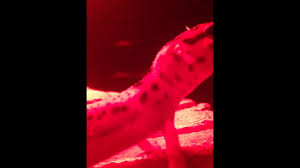 Juevenille Leopard Gecko Basking In Infrared Light Youtube