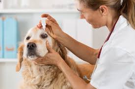 eye infections in dogs cats