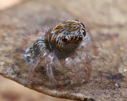 The discovery of the new spiders means there are now 48 known species, found mostly in southern australia and which range in size from. Peacock Spider Facts Identification Pictures