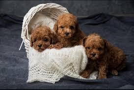 toy poodle puppies in an