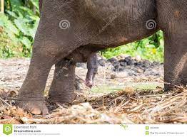 Elefante Con El Pene Grande Imagen de archivo - Imagen de pene, paquidermo:  43533387