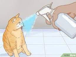 Check spelling or type a new query. Reactions On Twitter Wikihow Spraying Cat With Water Https T Co Jh6p9ltxad Twitter