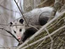 whats-the-difference-between-a-possum-and-an-opossum