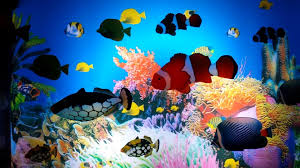 45 moving aquarium