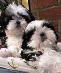 Join millions of people using oodle to find puppies for adoption, dog and puppy listings, and other pets adoption. Shih Tzu Puppies For Sale In Massachusetts And New Hampshire Windsong Shih Tzu