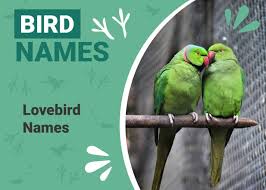100 lovebird names ideas for