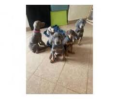 Doberman and dachshund rescue inc. Doberman Pinscher Puppy For Sale By Ownerlas Vegas Puppies For Sale Near Me