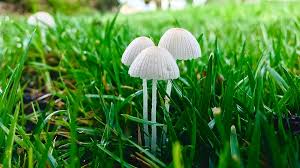 Mushrooms Growing In My Yard Lawn Why