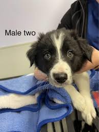 border collie puppies and dogs in