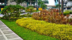 Image result for unique landscaping in manila