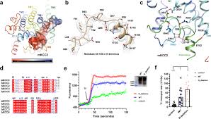 Polarity and intermolecular forces gizmo answers quizlet … pogil intermolecular forces pogil answer key. The Structural Basis Of Function And Regulation Of Neuronal Cotransporters Nkcc1 And Kcc2 Communications Biology