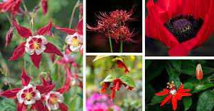 27 Gorgeous Red Flowers That Will Bring