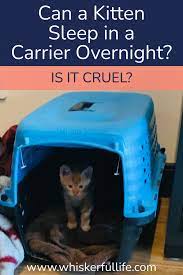 A Kitten Sleep In A Carrier Overnight