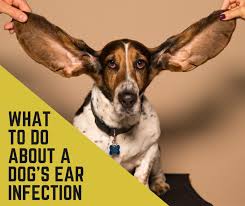 why does my dog s ear infection keep