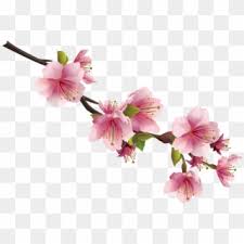 Choose any clipart that best suits your projects, presentations or other design work. Cherry Blossom Leaves Png Transparent Png 2677x1830 1731526 Pngfind