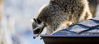 So the first thing to do is interfere with the quietness and safety of the deck. How To Keep Raccoons Off Your Roof And Property Abc Blog