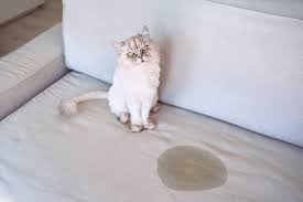 to clean cat vomit out of your couch