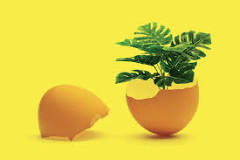 Are eggshells good for plants?