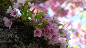Beautiful Nature _Spring جمال الطبيعة في فصل الربيع - YouTube