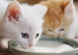 Almond milk is not toxic to cats and it is safer than the regular milk, but it can cause some gastrointestinal problems to your cat. Why Cats Love Milk So Much Pebby