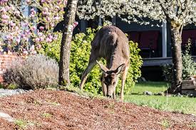 protect plants from deer this spring