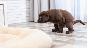 how to get dog out of carpet top