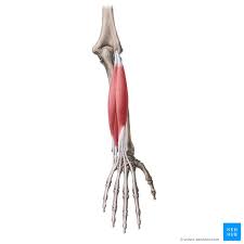 It is separated from the anterior compartment by the interosseous membrane between the radius and ulna. The Superficial Posterior Forearm Muscles Anatomy Kenhub