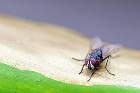 How To Get Rid Of Cer Flies My