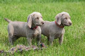 Hi my name is kelly. 4 Things To Know About Weimaraner Puppies Greenfield Puppies