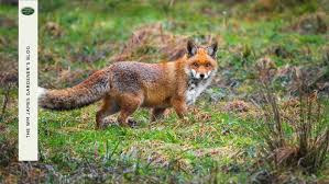 Stop Foxes In Your Garden
