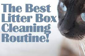 The Best Litter Box Cleaning Routine