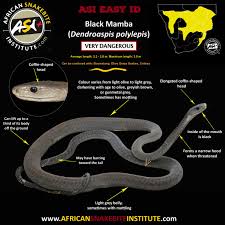 It is one of the venomous snakes on the planet. True Facts About The Black Mamba African Snakebite Institute