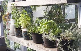 How To Grow Herbs Indoors And Outdoors