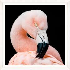 I'll start off with a few flamingo cushions. Flamingo Framed Art Cozy Home Dubai Abu Dhabi Uae