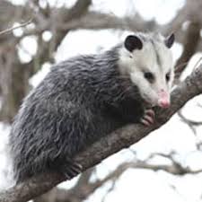 Facts About Opossums Big Blue Bug Solutions