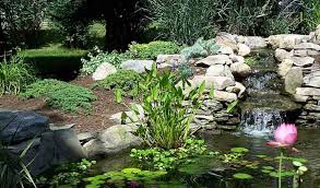 Cleaning Your Pond And Fountain
