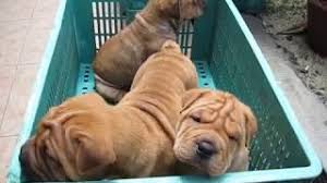 We do not currently have bully pei puppy's ready for their forever homes. Bullpei Designer Dogs Bulldog Shar Pei Puppies Youtube